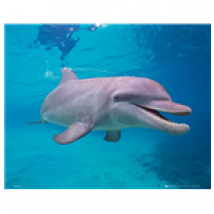 Dolphin - Underwater (Poster Mini 40x50 Cm)