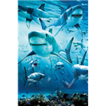 Shark - Infested (Poster Maxi 61x91,5 Cm)