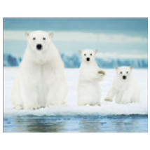 Polar Bears - Family (Poster Mini 40x50 Cm)
