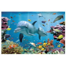 Poster Animal Alpha  261671