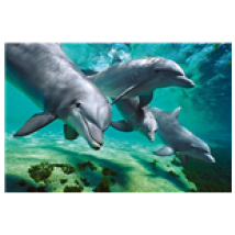 Poster Animaux 261793