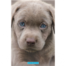 Poster Keith Kimberlin 261828