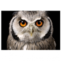 Owl - Face (Poster Maxi 61x91,5 Cm)