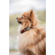 Pénélope - Collier Pour Chien Pearl - Cognac / Turquoise - Taille 30 cm