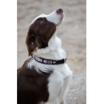 Pénélope - Collier Pour Chien Pearl - Havane / Rose - Taille 50 cm