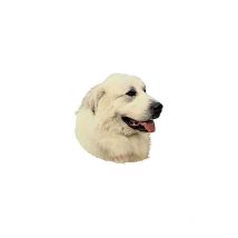 Unifrance - Stickers Chien Pour Voiture Ou Vitre