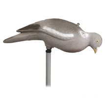 Stepland - Appelant Pigeon Picoreur