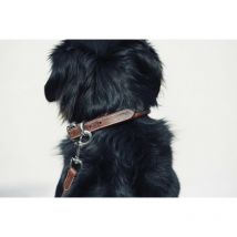 Pénélope - Collier Pour Chien Cuir Point Sellier - Havane