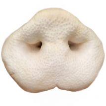 Bubimex - Nez De Porc Soufflé Vrac