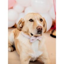 Kentucky - Noeud Papillon Velvet - Rose Pale - Taille L