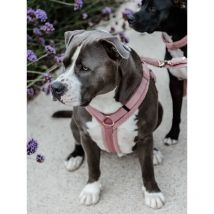 Kentucky - Harnais Pour Chien Active Teddy Fleece - Vieux rose - Taille XXS