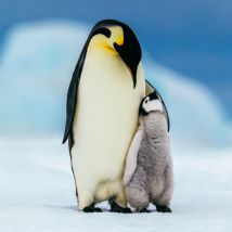 Greetz - Bedanktkaart - pinguins