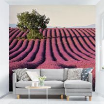 Fototapete Lavender