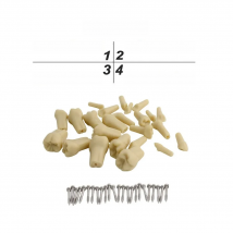 Teeth Model Dental Model Fit Frasaco Dental Teaching Model Demonstration Tooth Model for Child Kid 24 pcs Teeth Available