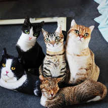 50cm Lifelike Plush Cat Pillow Stuffed 3D Print Animal Cat Throw Pillow Home Decoration Gift for Car People