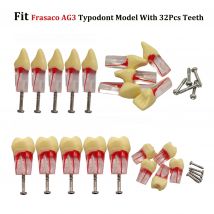 Frasaco AG3 Typodont Fit Dental Standard Root Canal Practice Endodontic Screw-in Teeth Model With Number Marked M8047-21# 26#