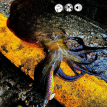 FUKUSHIMA 3.5 SQUID JIGS EGI LURE FISHING WOOD SHRIMP BAIT CUTTLEFISH OCTOPUS GLOW SOUND SHARP HOOKS  SILK SKIN 19GRAMS SHALLOW
