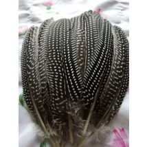 wholesale 10pcs high quality beatiful natural guinea fowl feather 12-17cm / 5-7inch Decorative diy