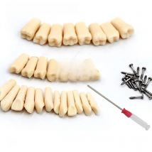 28/32pc Dental Teeth Model For Dental Technician Practice Preparation Removable Tooth Compatibly Nissin Dentistry Training Model