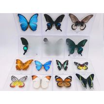 Butterfly specimen display Real butterfly insect specimen display wings Student creative birthday gift Transparent box