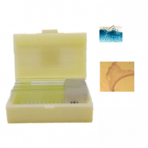 12Pcs Teaching Fungi Prepared Microscope Slides