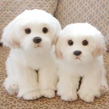Cute Maltese Plush Toy Puppy Stuffed Animal Dog Simulation Pets Fluffy Baby Dolls Birthday Gifts for Children Dropshipping
