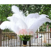 wholesale 50pcs High quality natural white selection ostrich feathers 6-24inch/15-60cm diy Decoration stage performance