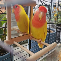 Bird Mirror With Perch Bird Perch Mirror Toy Stand Bird Toy For Parrot Parakeets Cockatiels Cage