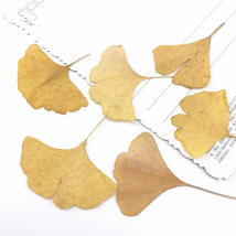 20pcs,Natural Pressed Ginkgo leaves,Eternal Real leaves for DIY Wedding invitation Art Bookmark Gift Card,Scented candles decor