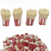 Dental Tooth Model Root Canal Block RCT Practice Teeth Pulp Cavity Resin Teeth Study Endo Training Model Dentistry Product