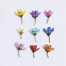 60pcs Pressed Dried Flower Chloris virgata Sw Herbarium For Bookmark Prop Jewelry Postcard Invitation Card Phone Case DIY