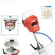 Dental Training Phantom Head Model Dental Simulator Manikin With Teeth For Teaching Practice Studying Dentistry Equipment Unit