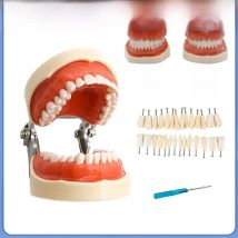 28/32 Teeth Model Dental Teaching Model Soft Gum Typodont Teeth Model Dentist Technician Practice Training Demonstration Model