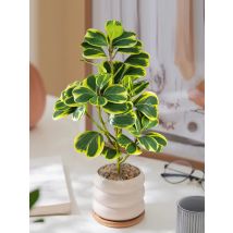 20-37cm Small Artificial Heart-leaf Hoya Plants Fake Succulent Landscape Plastic Magnolia Leaves For Home Office New Year Decor