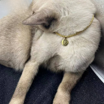 Charm 26 Letter Pendant Chain for Girls Women Pet Dog& Cat  Jewelry Stainless Steel Necklace  Holiday Decoration