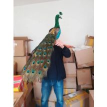 large 80cm beautiful feathers peacock model peacock bird handicraft party prop,home garden decoration Xmas gift p0522