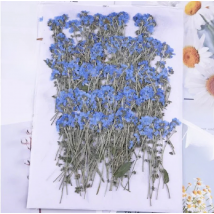 1Set Pressed Forget-me-not Myosotis Flowers with Stem Herbarium For Makeup  Jewelry Postcard Invitation Card Phone Case DIY 60