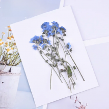 60pcs Natural Pressed Myosotis Forget-me-not Flowers with Stem For Makeup Jewelry Postcard Invitation Card Phone Case DIY