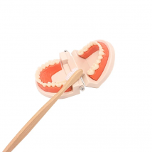 Montessori Toddler Tooth Toy Practical Life Simulated Material Brushing Tooth Teaching Aids Real Bamboo Brush with Wooden Tray