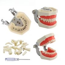 Dental Practice Model Teeth Model For Dental Technician Students Training Studying Dentistry Typodont Model With Removable Tooth