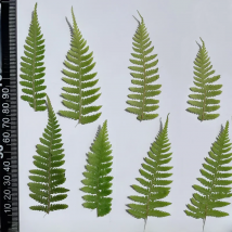24PCS/5-7CM Real Natural Ferns Dried Pressed Green Leaves Flowers,Drip Glue Tiny Plants Dry Fern For DIY Craft Resin Jewellery