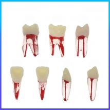 KUCUDENT Dental Endodontic Root Canal RCT Practice Endo Teeth Tooth Model M8007 Pulp Cavity for Dentistry Study Teaching