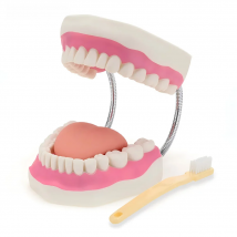 TDOUBEAUTY Six Times Magnification Full Mouth Model Tooth Teaching Dental The High-Grade Presentation