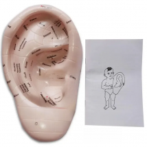 English version Ear acupuncture earpins model model auricular application model ear acupuncture points model 17 cm