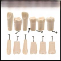 10Pcs Dental Typodont Teeth Model Replacement Teeth Removable Individual Standard Screw-in M8024 fit Kilgore Nissin 500 Type