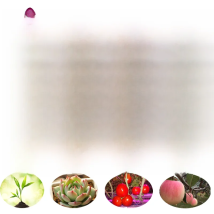 100M 50M LED Plant Grow lights Strip Full Spectrum IP67 Waterproof AC220V For Greenhouse Hydroponic Seed VEG Flower Phyto Lamp