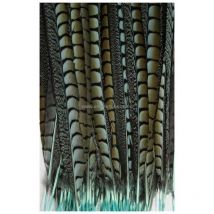 Pluma de Faisán Lady Amherst 55-60 Cm - Varios Colores