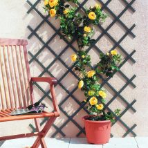 Nortene | Celosia Extensible Pvc Trelliflex Antracita | Decoración Para Terraza Y Jardín | Ideal Para Ambientes Elegantes | Diseño Decorativo