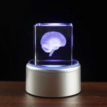 Cristallo 3D cervello anatomico umano modello incisione Laser figurine del cervello scienza medica regalo di laurea decorazione della casa