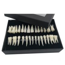 Dental Pädagogisches Zahnmedizin 28 Monochrome Permanent Zähne Modell Mit Wurzeln Simulation In Vitro Modell Von Standard Erwachsene Lehre